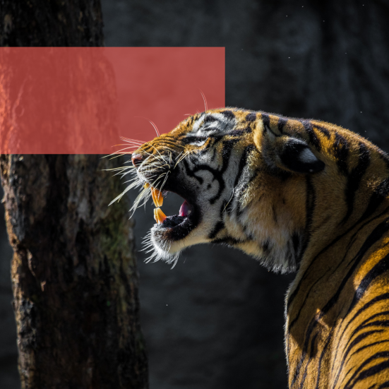 Brølende tiger